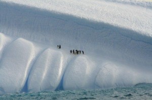 Penguins on an iceberg in the Ross Sea
