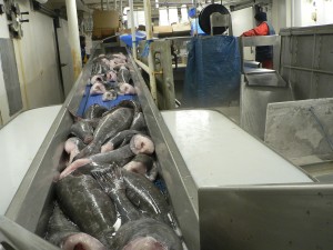 Cleaned toothfish trunks on board a French fishing vessel