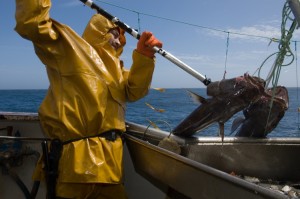 Toothfish being hauled up on the longline at the Falkland Islands