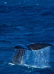 Sperm whale depredation is an issue in some toothfish fisheries