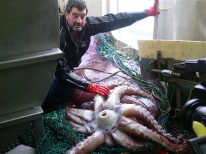A colossal was hauled up on a NZ toothfish vessel in the Ross Sea
